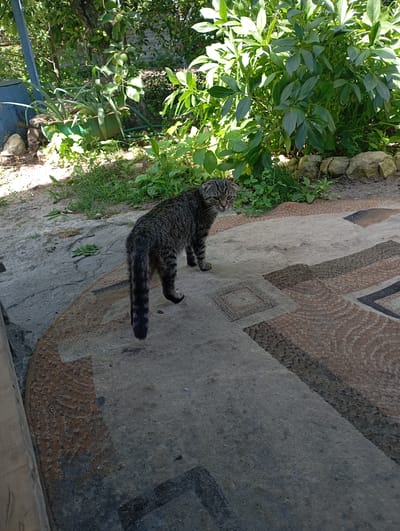 A tabby cat stands on a patterned outdoor rug in a yard in Krasnoarmeysk, Russia. The cat is facing away from the camera, looking over its left shoulder with its head tilted. The cat's fur is gray with black stripes, and it has a long, bushy tail. The rug is made of woven material and has a geometric pattern in shades of brown, beige, and black. Behind the rug, there is a patch of green grass and a cluster of large green plants. In the background, a tree trunk is visible, with some green leaves and branches. Sunlight filters through the leaves, casting shadows on the ground.