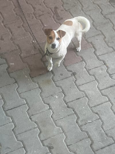 In Krainitsi, Bulgaria, a Jack Russell Terrier dog stands on interlocking brick paving, partially on red and partially on gray bricks. The dog is white with brown markings on its head, back, and tail. It is wearing a collar and leash, which is attached to a dark chain. The chain extends upwards and out of the frame. The dog is looking upwards, towards the camera. The paving is laid in a staggered pattern. The lighting suggests it is daytime.