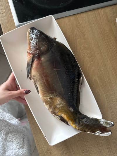 A whole, ungutted carp lies on a white, rectangular platter being held by a person with a visible hand and fingernail with a maroon-and-white polka dot design. The carp is dark grey-black on its dorsal side, fading to a yellowish-tan on its ventral side. The carp's tail has noticeable silver-grey highlights. The platter sits atop a light-brown wooden surface. To the left of the platter and surface, there is a black electric stovetop. To the lower right of the platter, part of a light-grey, plush garment is visible.
It is not possible to confirm this image was taken in the city of Bruchköbel, Germany.