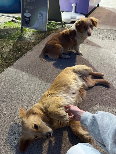 The scene depicts two dogs and a human hand on a paved surface in Kolašin, Montenegro. In the foreground, a light brown dog with visible teats lies on its left side on grey asphalt. A human hand, wearing a grey sleeve, is shown petting the dog's underside. The dog's head is turned towards the camera. In the background, to the right and further back, a second dog with brown and white fur sits upright, looking towards the camera. To the left of the background dog, an A-frame sign is visible, displaying "NESCAFÉ Allegra" branding and text in Montenegrin, including "ODLIČNU KAFU, UŽIVAJ V NJI OVDJE!". Behind the sign, a patch of green grass is visible. To the right of the sign, a purple object, possibly a waste bin or container, with a white plastic base is present. The lighting suggests artificial light or late daylight conditions, with shadows cast on the pavement.