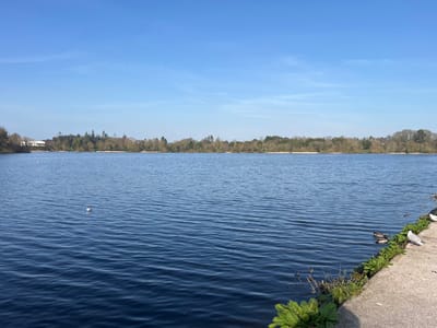 The image displays Lurgan Lake in Lurgan Park, Lurgan, United Kingdom, under a clear blue sky. The majority of the frame is occupied by the deep blue lake water, which shows subtle ripples across its surface. The top third of the image consists of a bright, clear blue sky with minimal cloud cover.
Along the distant far bank, a continuous line of trees, predominantly bare deciduous with some evergreens, defines the horizon. A light-colored building is partially visible behind the treeline on the far left. A narrow, light-colored strip, possibly a sandy bank or path, is discernible at the water's edge in sections of the far bank.
In the immediate foreground, along the right side of the image, a concrete or paved pathway runs parallel to the lake's edge. Green vegetation, comprising various plants and grasses, grows along the interface between the path and the water.
Subjects within the scene are exclusively birds. One white bird, likely a seagull, floats on the water in the mid-left area of the lake. On the foreground pathway, positioned near the water's edge, two ducks (appearing to be mallards) and two additional white birds, likely seagulls, are resting. No human subjects are present.