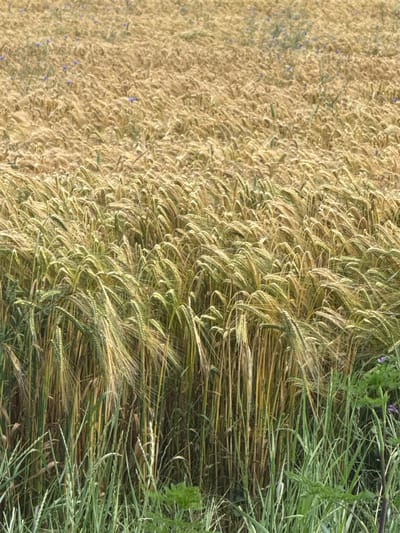 The image displays a vast agricultural field located in Vetren, Bulgaria, primarily cultivated with a cereal crop, consistent with barley or wheat, under natural daylight conditions. The foreground features a strip of lush green grasses and broad-leafed plants along the bottom edge, bordering the main crop. The midground consists of densely packed grain stalks, exhibiting a range of ripeness from yellow-green to light golden-brown, with prominent seed heads that appear to be swaying gently. The background shows the field receding into the distance, appearing as a broad expanse of predominantly golden-brown, mature grain. Sparse clusters of small purple-blue wildflowers are interspersed throughout the mid and background sections of the field. No individuals, animals, or man-made structures are present within the cultivated area. The scene depicts a rural, open-air environment during a growing season.