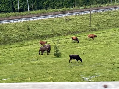 The image depicts a herd of cattle grazing in a grassy field adjacent to a road with a concrete barrier and guardrail. The field is lush green and appears to be on a slight incline. In the background, a dense forest lines the top of the hill. Several cows are visible, varying in color from brown to dark brown. One dark-colored animal, possibly a bison or a dark cow, is positioned in the foreground to the right. The overall scene suggests a rural or semi-rural setting within the vicinity of a developed area, potentially in or near the municipality of ნიგოითის თემი, Georgia. The weather appears overcast or the lighting is diffused, casting soft shadows.