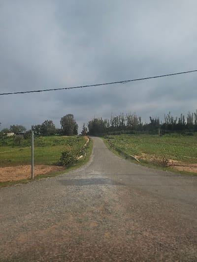 The image displays an unpopulated rural or semi-rural landscape located in the city of Ameur عامر, Morocco, under an overcast sky. A dark grey, textured road, possibly graveled or asphalt, occupies the central foreground and recedes into the distance, curving slightly uphill and towards the right before cresting a rise and exiting the frame. To the left of the road, a strip of reddish-brown earth transitions into green grassy fields, followed by a cluster of deciduous trees with light green foliage. A slender, light-colored pole stands vertically near the left edge of the road, and indistinct structures are faintly visible on the distant left horizon. To the right of the road, expansive green fields, potentially cultivated, stretch into the background, with some reddish-brown soil patches bordering the road. A low, white barrier or curb is visible along a section of the road's right edge. Further back on the right, a dense line of tall, slender trees forms a prominent green backdrop. A single dark wire or cable runs horizontally across the upper middle section of the predominantly grey, cloudy sky. No individuals, vehicles, or animals are present.