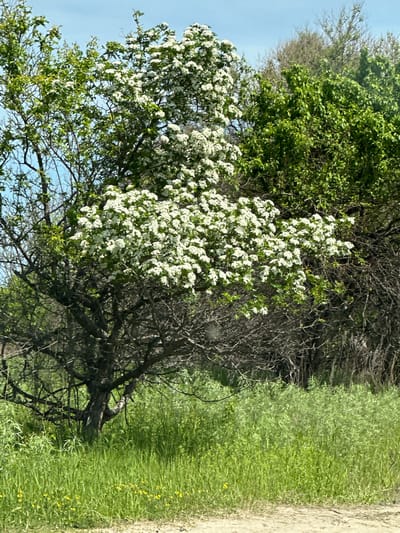 The image depicts a natural scene in an outdoor environment, likely in or near the city of Priamursky, Russia, given the context. Dominating the frame are several trees, one of which is heavily laden with white blossoms, suggesting springtime. The foreground consists of lush green grass, interspersed with small yellow flowers. In the background, the foliage of other trees is visible, varying in color from deep green to bare branches. The sky is a clear blue. There are no people or animals visible in the image. The scene appears to be a rural or natural landscape, possibly a park or roadside verge, with a dirt path or road visible at the very bottom edge of the frame. The overall impression is one of natural beauty and the fresh growth of spring.