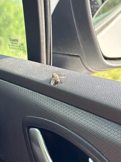 The image shows a close-up view of a fly perched on the textured surface of a car's interior door panel. The fly is small and appears to have a patterned exoskeleton. The car's window is visible in the background, reflecting the bright, sunlit greenery outside. The car door handle is also visible in the lower part of the frame. The overall setting is casual and appears to be an outdoor location, possibly during the daytime. There is no indication of the city of Redice, Montenegro.