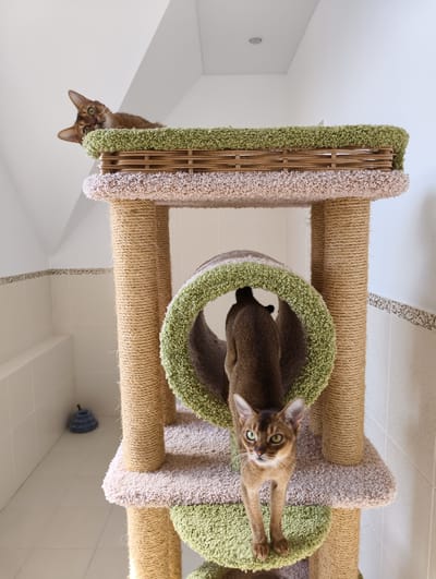 The image depicts a cat tree in a room with white walls and tiled floors. Two Abyssinian cats are present on the cat tree. One cat is lounging on the top platform, while the other is positioned on a lower platform, partially visible inside a tunnel element. The cat tree features multiple levels covered in carpet, scratching posts wrapped in rope, and a central tunnel. A blue pet toy sits on the floor near the base of the cat tree. The environment appears to be a domestic interior. There is no information to suggest that this scene is in Kolosisty, Russia.