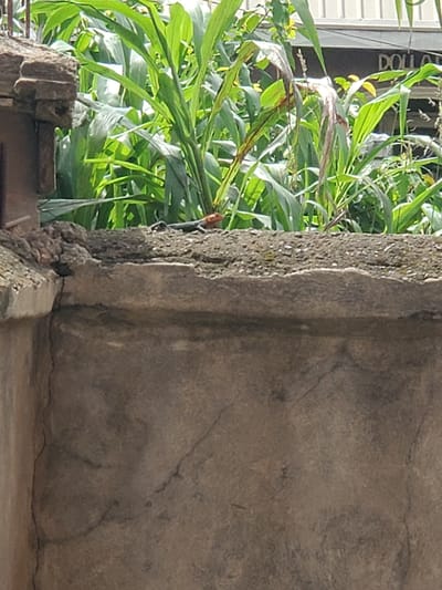 A close-up shot shows a weathered, concrete structure juxtaposed with lush green foliage. The structure exhibits cracks and imperfections, suggesting age and exposure. Green plants with broad leaves grow adjacent to the concrete, adding a touch of nature to the urban environment. "DOLLAR" is partially visible on a building or sign behind the foliage. An orange lizard clings to the concrete near the plants. The location is Atani, Nigeria.