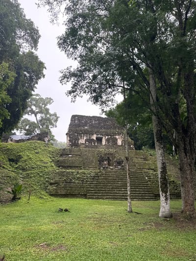This image depicts an ancient Mayan archaeological site, specifically Structure 33 within Tikal National Park, located in the Petén Basin region, accessible from Flores, Guatemala. The scene is observed under an overcast, uniformly light gray sky, indicating diffused natural light.

The central subject is a multi-tiered stone pyramid structure, heavily overgrown with green moss and various small plants. A prominent, broad stone staircase ascends centrally from the foreground to the summit of the pyramid. The steps and tiers are constructed of dark, weathered stone. Perched atop the pyramid is a rectangular stone temple building featuring multiple rectangular openings or doorways along its facade, also constructed of dark, weathered stone.

To the left of the main pyramid, a smaller, partially obscured stone ruin is visible atop a grassy, vegetated mound. A dark tarp-like material covers a section of this smaller structure. The foreground consists of a vibrant green grass lawn. A slender, bare tree trunk stands vertically in the grassy area slightly to the right of the main pyramid's base. The entire scene is framed and surrounded by dense tropical forest, characterized by tall, mature trees with thick trunks and abundant dark green foliage. No individuals, animals, or specific actions or interactions are depicted within the frame.