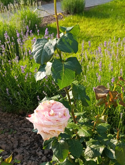 The image depicts a close-up view of a light pink rose in bloom, positioned in the foreground. The rose is partially wilted, with some petals showing signs of browning and drying. It is surrounded by lush green rose leaves. Behind the rose, a dense field of lavender bushes with purple flowers extends into the background. Further back, a section of manicured green grass is visible, with a paved pathway or border subtly present. The scene is illuminated by natural sunlight, casting shadows and highlighting the textures of the plants. The overall setting appears to be a garden or park within the Самахвалавіцкі сельскі Савет, Belarus. There are no people or animals present in the image, and no actions are being performed.