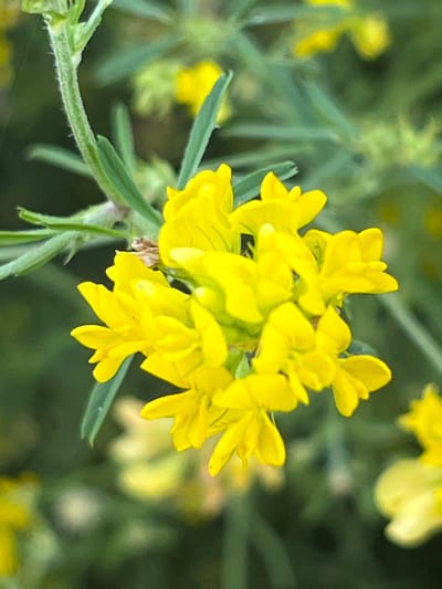 In Shyroka Dacha, Ukraine, a cluster of bright yellow flowers is in sharp focus against a blurred green background. The flowers have a unique, somewhat irregular shape with multiple petals. A thin green stem, covered in fine hairs, supports the bloom. The foliage of the plant is also visible, with slender green leaves and stems. The overall impression is of a delicate wildflower in a natural setting.