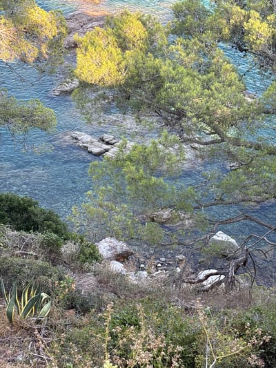 This is a high-angle, eye-level, full shot of a rocky coastline in Llafranc, Spain. The image captures the crystal-clear blue water of the Mediterranean Sea lapping against a rocky shore. Lush green trees, likely pine trees due to their needle-like foliage and branching structure, overhang the water. The sunlight illuminates parts of the trees, creating a dappled effect and highlighting the vibrant green of the leaves. The underwater environment is visible through the translucent water, revealing smooth, rounded rocks and pebbles on the seabed. In the foreground, there is dense vegetation, including some dry, shrubby plants and a prominent agave plant with its distinctive striped leaves. The scene suggests a natural, undisturbed coastal landscape.