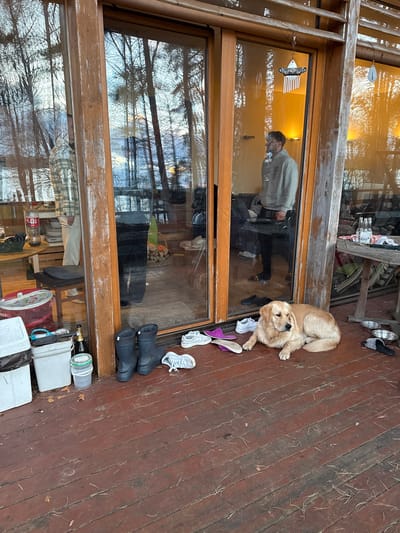 The image shows a wooden deck in Baltezers, Latvia. A golden retriever dog is lying near a pair of slippers and running shoes. Black rubber boots are nearby. The open glass door reflects the interior of a house where a man wearing a gray sweatshirt is walking. Various household items are visible inside, including chairs, containers, and a table. The reflection in the glass also shows trees outside. The deck surface is wooden, and some pine needles are scattered across it.