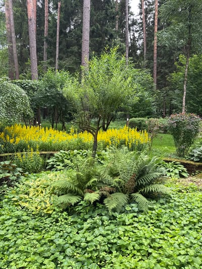 This is a vertical, medium-shot photograph of a lush garden scene in Sosny, Russia. The garden is densely planted with a variety of greenery, including tall trees on the left, ferns, and ground cover. A prominent feature is a long, vibrant line of yellow flowers running horizontally through the middle of the frame. To the left, slender trees with rough, grey-brown bark are visible, some appearing to be pines, interspersed with the finer foliage of deciduous trees. A weeping willow-like tree with thin branches and green leaves arches over the yellow flowers. The ground cover on the right is a dense carpet of small, heart-shaped green leaves, with some patches of variegated yellow and green foliage interspersed. The overall impression is one of abundant, natural growth and a tranquil, verdant setting. The lighting suggests it is daytime, with overcast or diffused light.