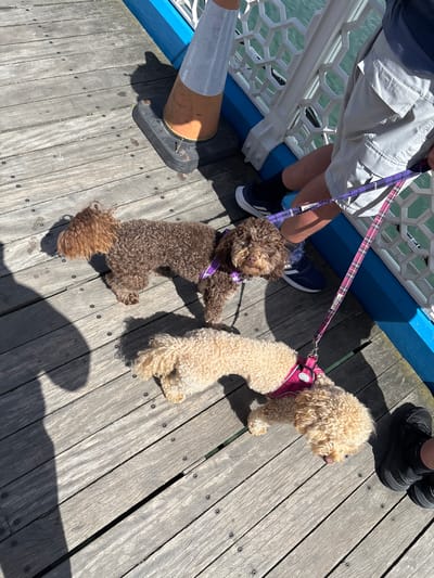 The image shows two dogs on a wooden pier. A man stands near the dogs, holding their leashes. The pier has white railings and a blue base. A safety cone is positioned near the railings. The location is the pier in Llandudno, United Kingdom.