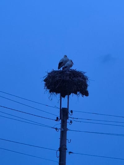 The scene is located in Mechkarevo, Bulgaria. Two white storks are situated within a large, dark nest constructed from branches and nesting materials. The nest rests directly atop a gray utility pole. Multiple dark electrical wires extend horizontally from the pole, secured by various ceramic or glass insulators. The environment is illuminated by low light, casting a uniform deep blue across the sky, consistent with dusk or nighttime conditions. No human subjects are visible.