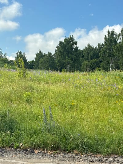 The image depicts a natural landscape in Staroe, Russia, characterized by a vast field of tall, green grass interspersed with small patches of wildflowers, predominantly purple and yellow. The field gently slopes upwards towards a dense forest line composed of various trees, with some exhibiting white bark, indicative of birch trees. Above the forest, a bright blue sky is dotted with fluffy white clouds, suggesting a clear day. The foreground of the image shows a rough, gravelly path, with some debris scattered along its edge. No people or animals are visible in the scene. The overall impression is one of a serene, rural environment.