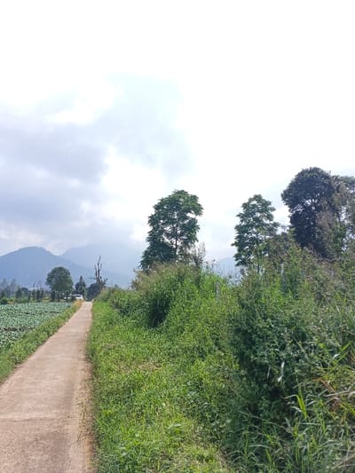 This image depicts an rural landscape in Na Sangkham, Laos, under an overcast sky. A narrow, light-colored concrete or dirt path extends from the foreground into the mid-ground, slightly curving to the left. To the left of the path, a wide cultivated field, appearing to contain a crop such as cabbage or lettuce, stretches into the distance. A white vehicle, possibly an SUV or pickup truck, is partially visible on the left side of the path in the mid-ground, positioned behind the cultivated field. To the right of the path, dense green vegetation consisting of various grasses, shrubs, and small trees forms an overgrown embankment. Several taller trees with full green canopies rise above this vegetation on the right side of the path, alongside a bare-trunked tree in the mid-ground. In the background, multiple layers of hazy blue-green mountains extend across the horizon, partially obscured by the cloudy sky. No individuals or animals are present. No explicit actions or interactions are depicted.