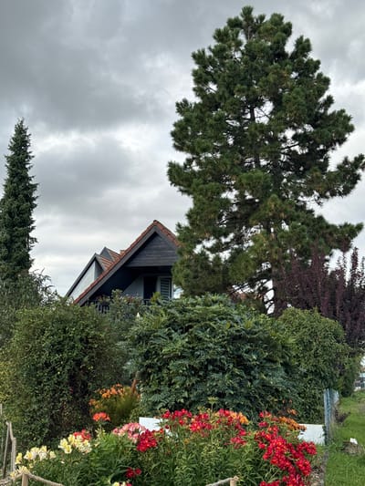 The image depicts an exterior residential scene in Niederhausbergen, France, under an overcast, cloudy sky. In the midground, a multi-gabled house is partially visible, featuring a dark wooden upper facade, light-colored lower sections, and a reddish-brown tiled roof with dark trim. A window with white blinds and a dark balcony railing are discernible on the house's upper story.

Two prominent evergreen trees frame the house: a tall, slender conifer stands on the far left, while a large, dense pine tree dominates the right side of the frame, towering over the house. The foreground is occupied by a vibrant flower garden. Numerous Alstroemeria (Peruvian Lilies) are in bloom, with clusters of red flowers on the right and a mix of yellow, white, and pink varieties on the left. Orange flowers are also visible further back within the garden. A low white rectangular barrier or planter is partially visible among the foreground flowers. Dense green shrubs and bushes fill the midground, obscuring the lower portions of the house. On the far left, a rope garden border is supported by light-colored stakes. A metal fence post is visible on the far right, bordering a patch of green grass. No people, animals, or active interactions are present in the scene.