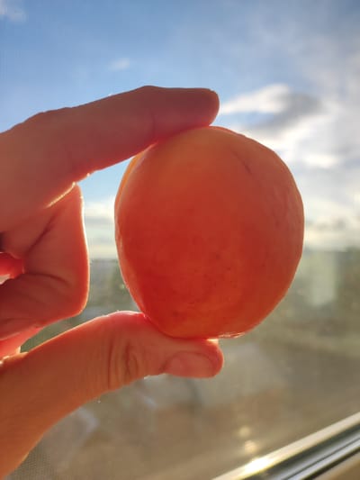 A close-up, low-angle shot shows a person's fingers holding a single apricot against a bright, hazy sky. The apricot, a vibrant orange, is slightly fuzzy in texture and has a faint line running down its side. The fingers are pink and illuminated by the sun, with visible creases and fine hairs. The background is a blurred landscape of what appears to be a city, with buildings and trees visible under a sky with scattered clouds. The sunlight creates a strong lens flare and highlights the edges of the apricot and fingers. The image was taken in Vetka, Belarus.