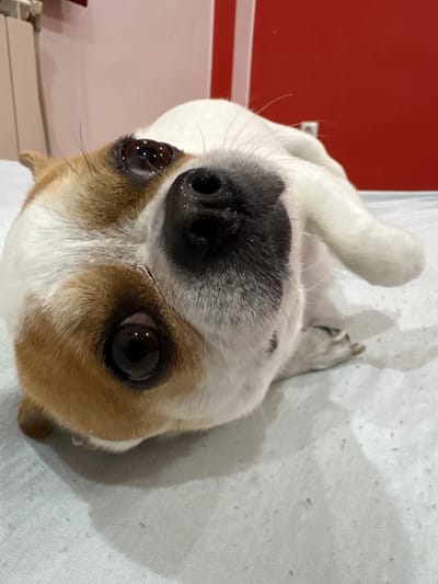 A small, short-haired dog, likely a Chihuahua or similar breed mix, is the central subject of this close-up shot. The dog has prominent white fur on its head and body, with distinct patches of light brown or tan fur around its large, dark brown eyes and ears. Its nose is black and appears wet, with several long, light-colored whiskers extending from its muzzle. The dog is looking directly upwards towards the camera, with its head slightly tilted, giving a curious or gentle expression.
It appears to be lying on a soft, white, textured surface, possibly a bed or blanket, which shows some pilling or small specks of lint. In the background, to the left of the dog's head, there is a solid red wall or piece of furniture. A thin white horizontal line, possibly a baseboard or trim, runs along the lower part of the red surface. Parts of the dog's body and paws, covered in white and some darker fur, are visible towards the upper right of the frame, blending into the white background. The indoor setting features bright but diffused lighting, with multiple small reflections visible in the dog's eyes, suggesting nearby light sources. No text is visible in the image. The scene is set in Dolna banya, Bulgaria.