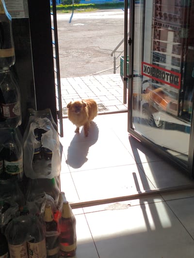 A small, fluffy, light brown dog stands in the open doorway of a building, looking inward. The dog is positioned with its front paws on the tiled floor inside and its rear paws just outside on the paved sidewalk. Strong sunlight streams through the doorway, casting a prominent shadow of the dog on the light-colored indoor tiles.

The setting appears to be a shop or store in Velyka Bahachka, Ukraine. To the left of the doorway, various plastic bottles, some containing dark liquids, are stacked on the floor, wrapped in plastic film or bags, suggesting merchandise. A dark door frame delineates the left side of the opening. A warning sign, partially visible on the left frame, reads "ПЕРСОНАЛУ ПІД ВПЛИВОМ", likely part of a notice forbidding intoxicated personnel.

To the right, a glass door reflects the outdoor environment, including parts of the street and a blurred reflection of the dog. A mirrored red sign with white text is visible on this glass, which, when un-mirrored, reads "ПОГРЕБОК" (Pogrebok), suggesting the name or type of establishment.

Outside, a paved sidewalk leads to an asphalt road. A metal handrail is visible to the right of the outdoor steps. Distant green foliage and a building can be seen in the background. The bright sunlight and distinct shadows indicate a clear, sunny day, possibly morning or late afternoon. The overall scene captures a moment of a curious dog at a shop entrance.