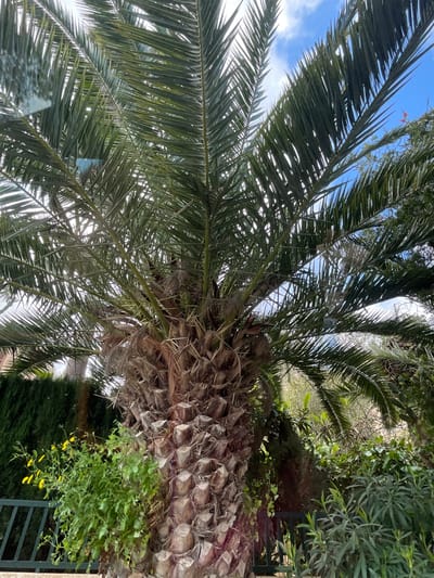 The image displays a large palm tree in Sant Llorenç des Cardassar, Spain, under a partly cloudy blue sky. The tree's substantial trunk, light brown and grey, is prominently featured, characterized by a rugged surface formed from distinct, hexagonal remnants of trimmed frond bases. Numerous dark green, pinnate fronds extend upwards and outwards from the crown, forming a dense canopy that partially obscures the sky. Sunlight filters through the fronds, creating bright highlights. In the lower left foreground, green foliage with small yellow flowers grows against the palm's base, partially concealing a dark-colored metal fence or railing. To the left, a dense, dark green hedge is visible, with the upper portion of another palm tree trunk discernible behind it. To the right of the primary palm, various green shrubs and smaller trees populate the background. No individuals or animals are present, and no discernible actions are occurring.