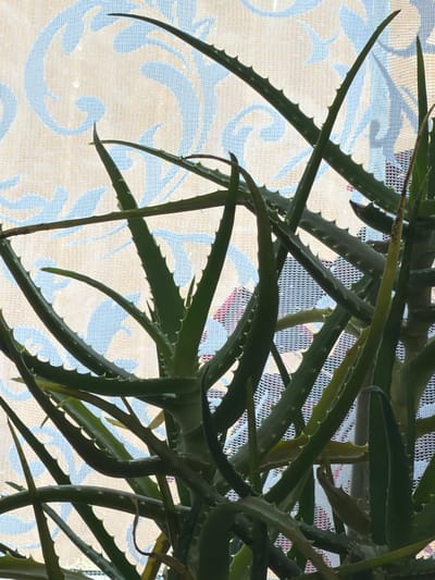 The image is a close-up shot of an aloe vera plant. The plant's spiky green leaves are the primary focus, filling most of the frame. Behind the plant, a sheer curtain with a light blue, ornate pattern is visible, suggesting it is indoors and likely near a window. The lighting appears to be natural, coming from behind the curtain. There are no people or animals present in the image. The location is not specified in the image, and therefore cannot be determined to be in Rodnikovskaya, Russia or any other specific city.