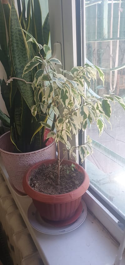 Two potted plants, a snake plant and a variegated ficus, sit on a windowsill in City of Türkmenabat, Turkmenistan. The snake plant is in a large, light pink pot with a textured surface. The variegated ficus is in a smaller, reddish-brown pot. A white pleated radiator is visible below the windowsill. The windowsill is white and appears to have some smudges and water stains. The background shows a window with some faint green bars visible through the glass.