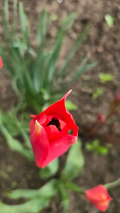 The image depicts a close-up of a red tulip in partial bloom, surrounded by green foliage and brown soil. A second, less developed tulip is visible in the upper right corner. The environment appears to be a garden or flower bed. The image was taken in Delianovtsi, Bulgaria.