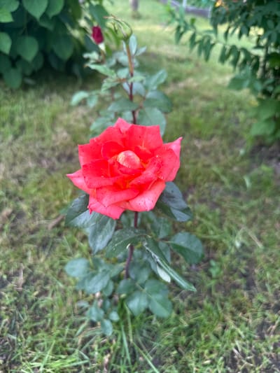 A single, vibrant red rose is in sharp focus against a blurred background of green grass and foliage. The rose is fully bloomed, with delicate petals unfurling to reveal a lighter, yellowish center. The stem of the rose is visible, adorned with dark green leaves. The background suggests an outdoor setting, possibly a garden, with a hint of a fence or structure in the distance. The image appears to have been taken in Kaltan, Russia, though no specific landmarks are identifiable.