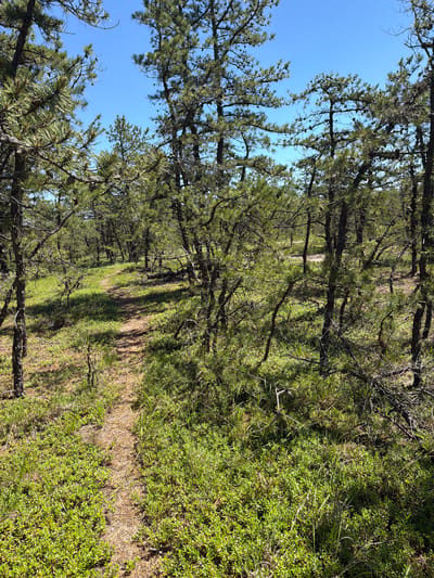 The image depicts a sandy path winding through a pine forest in the Town of Southampton, United States of America. The path, composed of sand and pine needles, is bordered by lush green vegetation, including low-lying bushes and grasses. Tall pine trees with sparse needles and visible cones dominate the scene, their branches creating a dappled canopy that allows sunlight to filter through to the forest floor. The sky above is clear and blue. The environment appears natural and somewhat wild, suggesting a hiking trail or a natural preserve. There are no people or animals visible in the image.
