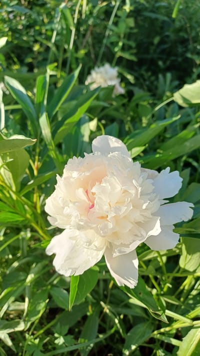 The image displays a close-up view of a white peony flower in bloom. The flower is characterized by its numerous delicate petals, some of which are tinged with a soft pink hue towards the center. The peony is set against a backdrop of lush green foliage, suggesting an outdoor garden setting. The lighting indicates it is daytime, with sunlight illuminating the flower and casting shadows on the leaves. The overall impression is one of natural beauty and tranquility. The image was taken in Kizner, Russia, as indicated in the prompt, and appears to be a photograph of flora in the region. There are no people or animals visible in the frame.