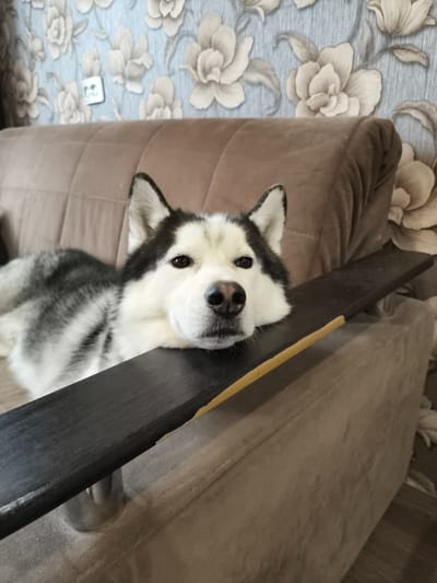 A husky dog lies on a brown couch in a room with floral wallpaper. The dog's head is resting on a dark wooden armrest. A light-colored object, possibly a stick or a piece of decor, is resting on the armrest next to the dog's head. The room appears to be a residential interior. There are no people visible in the image.