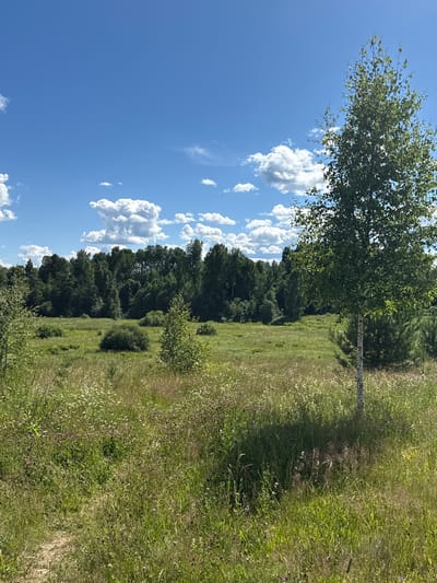 This is a daytime, eye-level outdoor photograph of a rural landscape in the village of Sholokovo, Russia. The scene is dominated by a vast, green meadow filled with tall grasses and wildflowers, including small white daisies and purple thistles. A young birch tree with white bark and green leaves stands prominently in the right foreground, casting a shadow on the grass. In the background, a dense forest of various green trees forms a natural barrier. The sky above is a bright, clear blue with scattered white, fluffy clouds. The ground in the foreground appears to be a dirt path. There are no people or animals visible in the image.