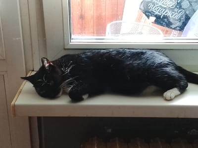 A black and white cat sleeps on a windowsill in Klichaw, Belarus. The cat is curled up on its side, with its head resting on its paws. Its fur is glossy and its whiskers are long and white. The windowsill is a light beige color and appears to be made of wood or laminate. Behind the cat, a window looks out onto a wooden fence. There is also a white, mesh-like object visible through the window, and what appears to be a bag with Russian text. The overall impression is one of domestic tranquility.