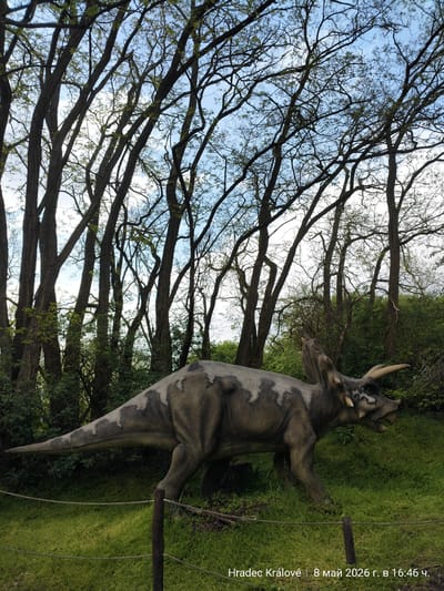 A daytime outdoor scene depicts a life-sized Triceratops dinosaur model enclosed by a low rope fence in a park. The dinosaur is gray with mottled darker gray markings. It stands amidst lush green grass. In the background, there are several tall, slender trees with bare branches stretching upward towards a sky with scattered clouds. Green foliage and bushes are visible around the base of the trees. The location appears to be Hradec Králové, Czechia.
