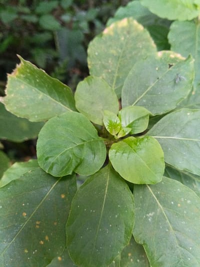 The scene depicts a close-up view of a plant's foliage, located in Tây Ninh, Vietnam. Multiple green leaves of varying sizes are visible, with younger, brighter green leaves clustered at the center, surrounded by larger, darker green leaves. The leaves generally have an ovate to rounded shape with visible venation. Several leaves exhibit minor imperfections, including small white specks resembling dust or residue, and some areas of yellowish discoloration. The upper-left leaf displays an irregular, possibly chewed, edge. A small, dark-colored fly or gnat is observed resting on the surface of a larger leaf in the upper-right portion of the frame. The background consists of out-of-focus green foliage, indicating a natural, outdoor environment.