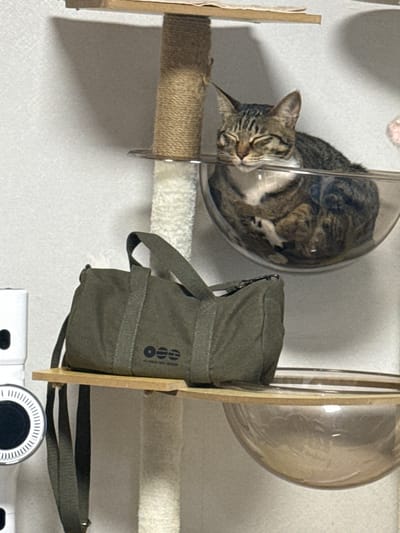 A tabby cat sleeps with its eyes closed in a clear plastic bowl attached to a multi-level cat tree. The cat tree has a rough, rope-wrapped post and wooden shelves. A green canvas duffel bag with "osee" logo is placed on a lower shelf, with its straps hanging down. A white device with circular detailing is attached to the wall to the left of the cat tree. The background is a white textured wall, and the lighting appears to be from an artificial source. There is no indication of the specific location in Gwangju, South Korea.