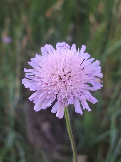 A single, light purple flower with a dense, multi-petaled head is centered in the frame, against a blurred background of green foliage. The flower has a fluffy appearance with many small, delicate petals radiating outwards. Some pinkish-purple stamens are visible protruding from the center of the flower. A thin, green, hairy stem supports the bloom. The background is soft and out of focus, suggesting an outdoor environment, likely a natural setting. The lighting appears to be natural, with no harsh shadows. The image was taken in Sviatopetrivske, Ukraine.
