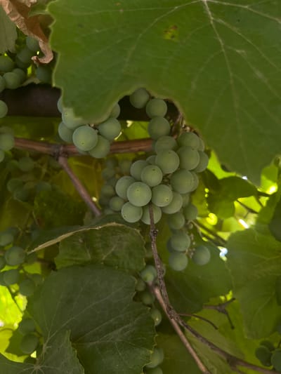 A close-up, overhead shot shows clusters of unripe green grapes hanging from a vine. Large, green leaves surround the grapes, some partially obscuring them, and a brown vine is visible. The scene is outdoors, suggesting a vineyard or garden setting in Preobragenskaya, Russia. The lighting indicates it is daytime, with sunlight filtering through the leaves.