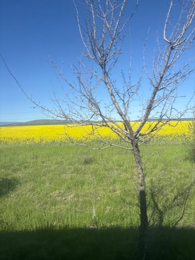 The image shows a tree with bare branches against a bright blue sky, next to a field divided into yellow flowers and green grass. There are power lines in the distance. The location is Tsar Asen, Bulgaria.