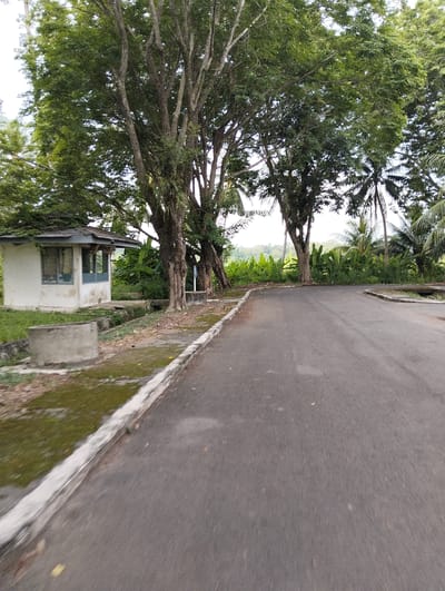 The image depicts a paved road curving to the right, bordered by a concrete curb and a grassy area. A small, white, dilapidated building with a corrugated metal roof and a single window is situated on the left side of the road, near the foreground. Several large trees with dense green foliage line the road, casting shadows on the pavement. In the background, there is lush vegetation including palm trees and broad-leafed plants, with a hilly landscape visible in the distance. The scene suggests a rural or semi-rural environment, potentially within or near Palohgadeng, Indonesia. There are no people or animals visible in the image.
