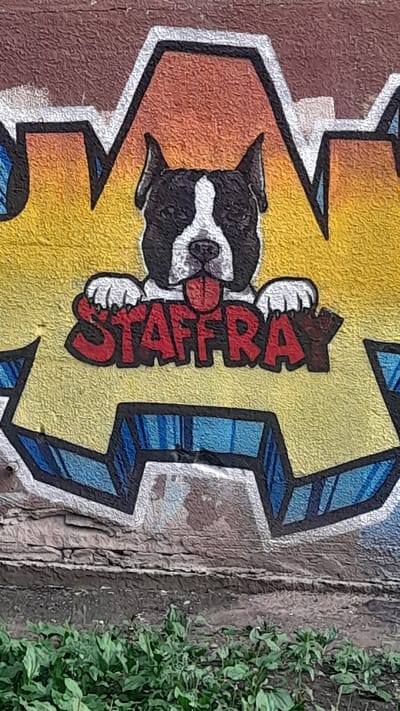 This media file is a close-up, vertically oriented photograph of graffiti on a textured, outdoor wall. The graffiti features bold, stylized lettering in red, outlined in black and with a dark red shadow. The letters spell out "STAFFRA." To the left of the text is a cartoonish depiction of a dog's face, rendered in black, white, and grey, with a red nose. The dog appears to be part of the graffiti's design, emerging from the letterforms.

The graffiti itself is painted over a background of yellow, orange, and blue colors, with white and black outlines defining the shapes. The wall the graffiti is on appears to be weathered, with cracks and variations in texture. To the right of the graffiti, a patch of green foliage is visible, suggesting an outdoor setting with vegetation. The lighting suggests it is daytime, and there are no clear indicators of specific weather conditions. The style of the graffiti suggests a street art or urban art context. The text "STAFFRA" is the only visible inscription. The overall impression is that of a vibrant, somewhat weathered piece of street art.
