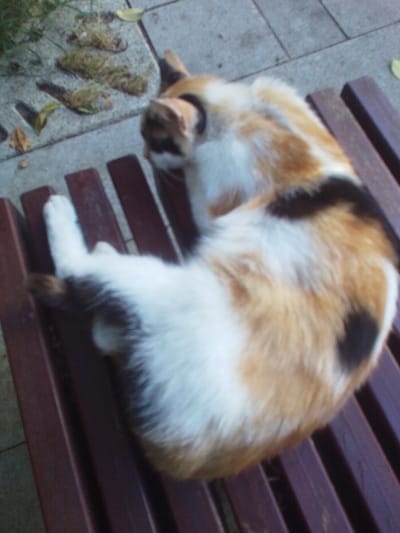 A calico cat, exhibiting a pattern of white, orange-tan, and black fur, is observed curled into a C-shape on a dark reddish-brown slatted wooden bench. The cat's head is turned to its left, facing away from the camera, with one front paw extended forward. Adjacent to the bench and to the upper left of the frame, a grey paved ground surface is visible, on which several clumps of mossy organic debris and individual dried leaves are scattered. The scene is located in Beylikdüzü, Turkey.