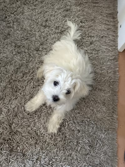 A small, white, fluffy dog, possibly a Maltese or Bichon Frise, is lying on a grey, shag carpet. The dog is looking directly up at the camera with dark eyes and a pink nose. Its ears are floppy and blend in with its white fur. The dog's tail is curled up and lies to the left of its body. The shag carpet has long fibers, creating a soft texture. The lighting appears to be natural, coming from above, suggesting it is daytime. There are no visible signs of text or any other objects in the frame. The overall impression is one of a cozy, indoor setting, with the dog being the sole focus. The dog's expression appears curious and attentive, as if waiting for a command or a treat.