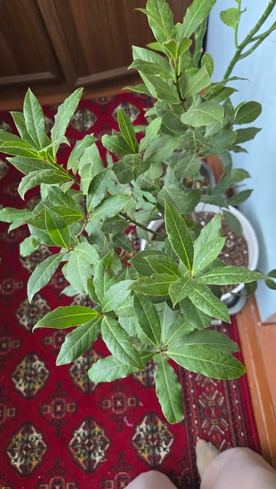 A high-angle medium shot shows a potted bay laurel plant with lush green leaves positioned on a red rug with a geometric pattern. The rug covers the floor, and a portion of a wooden door is visible in the upper left corner. To the right, a pale blue wall and the edge of another pot with soil are visible, with a person's legs and feet clad in pink leggings in the lower right corner. The scene appears to be indoors, possibly in a home. The image does not provide any specific details that would indicate a location within Mary City, Turkmenistan.