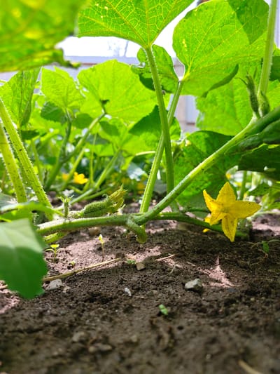 This is a close-up, low-angle shot of a cucumber plant growing in soil. The plant has thick, hairy green stems and large, veined green leaves. There are small, immature cucumbers visible on the stems, and a single yellow star-shaped flower is in bloom. The soil is dark brown and appears slightly moist, with small pebbles and a few tiny green sprouts emerging from it. The background is blurred, but appears to be an outdoor environment with more greenery and possibly sunlight filtering through. The image is taken in the city of Кашка-Суу, Kyrgyzstan. There are no people or animals present.