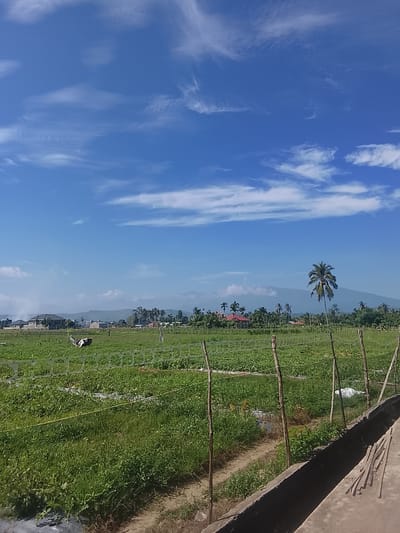 The image captures a vibrant rural landscape in Geuleudah, Indonesia, under a bright blue sky adorned with wispy white clouds. In the foreground, a meticulously cultivated field stretches out, divided by wooden stakes and netting, suggesting rows of crops like tomatoes or peppers. Beyond the field, a cluster of houses and buildings are visible, hinting at a small community. A prominent feature is a lone palm tree standing tall against the backdrop of a majestic, misty mountain range in the distance. The scene evokes a sense of tranquility and the bounty of nature, characteristic of a tropical agricultural region.