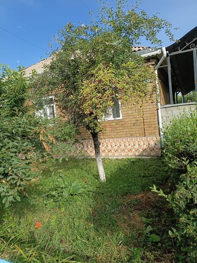 This image depicts a residential backyard scene on a sunny day, likely in the city of Chagir, Kyrgyzstan. A brick house with a white-trimmed roof and a covered porch area is visible in the background. A mature fruit tree, laden with red cherries, stands prominently in the foreground, positioned slightly to the left of center. The ground is covered with green grass and various types of foliage. To the right of the house, there is a white gutter system and a partially visible metal fence. A single orange flower is blooming among the greenery in the lower left portion of the image. The sky is clear and blue. No people are present in the frame.